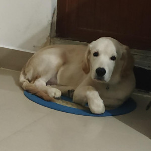 I lost my Dog whose name is Duke-3