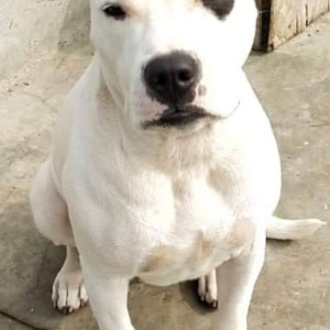 Missing female white dog is missing with 1 eye black dot-2