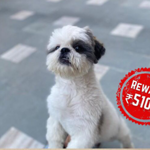 Missing: White Male Sihh tzu Dog from Moti Dungri Circle