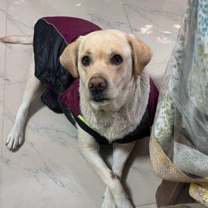 Missing dog. Responds to nibbler-4