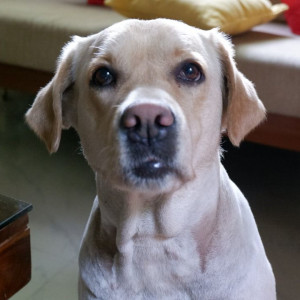 Missing dog. Responds to nibbler-2