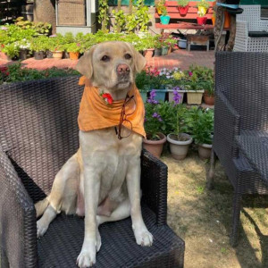 Missing dog. Responds to nibbler-3