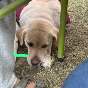 Missing dog. Responds to nibbler-7