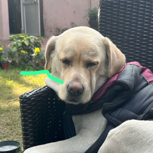 Missing dog. Responds to nibbler-6