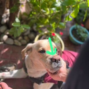 Missing dog. Responds to nibbler-5