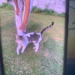 A Black and White Not Known Cat Found from Sabs Builders And Colonizer Tirupati Vatika, Kalyanpur