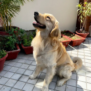 Lost Dog Alert Mohali - Snoop has been Missing since August