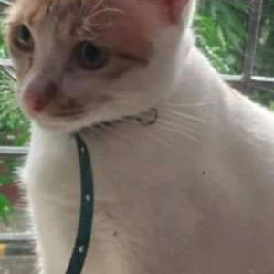 My pet cat Naughty is missing from Sector 28-2