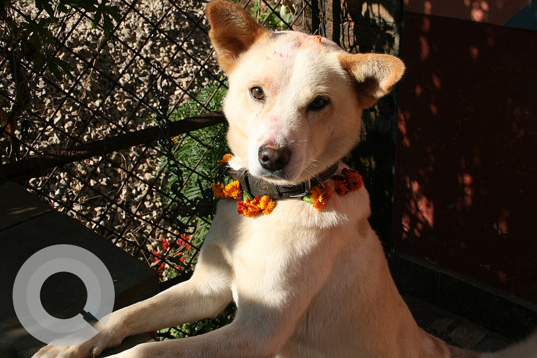 Kukur Tihar in Nepal Celebrating Man's Best Friend in a Unique Festival