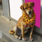 Everything about Kukur Tihar in Nepal 2023: A Unique Dog Festival