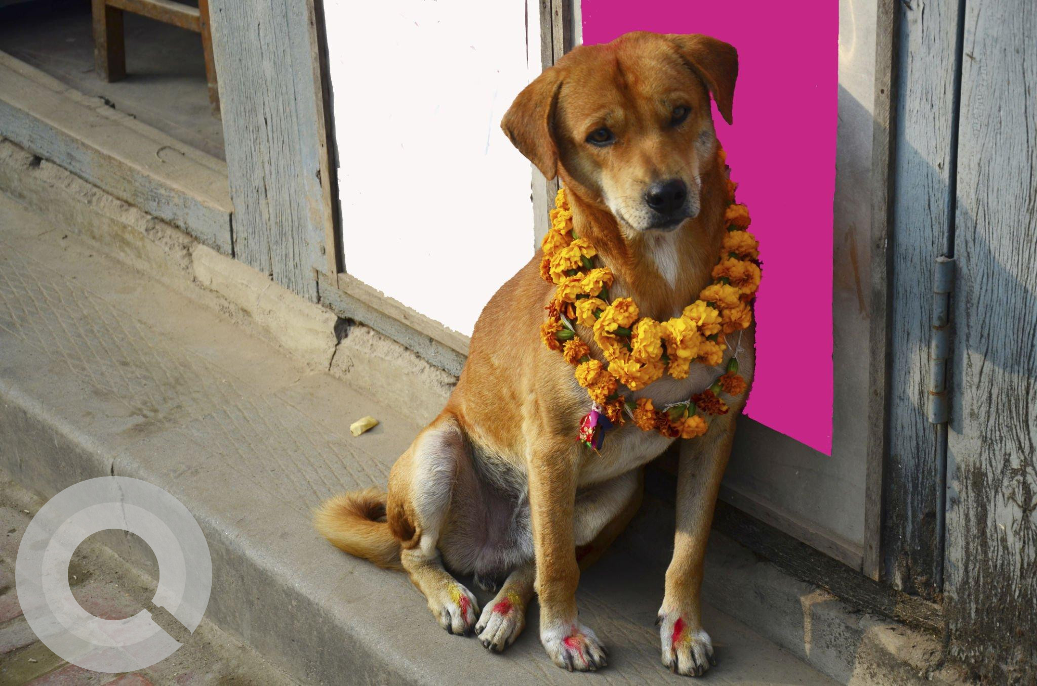 Everything about Kukur Tihar in Nepal 2023: A Unique Dog Festival