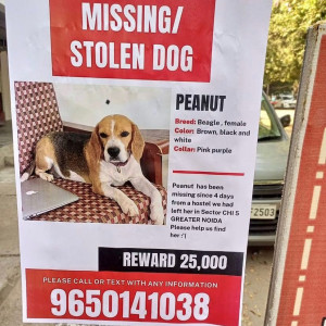 Stolen dog from chi 4, greater Noida from a dog hostel-2