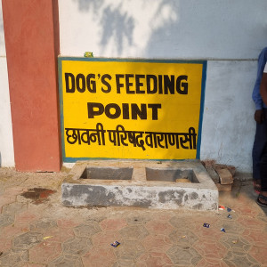 Dog Feeding Point, Mall Rd, Varanasi Cantt-2