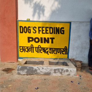 Dog Feeding Point