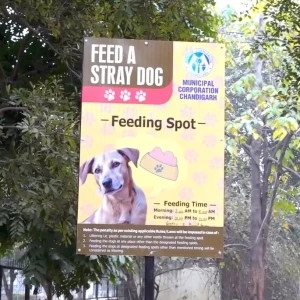Dog Feeding Point, near #26 Sector 4A-1