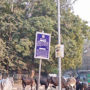 Dog Feeding Point, Pragati Vihar-2