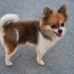 A White-Brown Mix Chihuahua Dog Found from Al Qouz 2 Ghadeer Al Tair