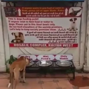 Dog Feeding Point, Rosalie Complex-1