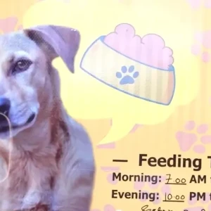 Dog Feeding Point, near #26 Sector 4A-2