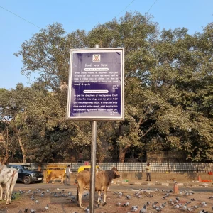 Dog Feeding Point, Pragati Vihar-1
