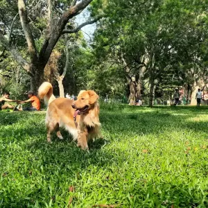 Dog Park