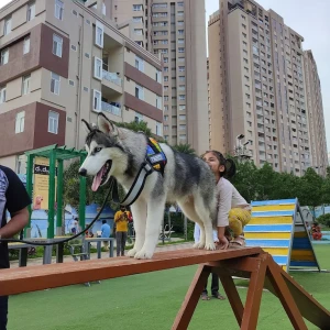 GHMC Dog Park, Gachibowli-2