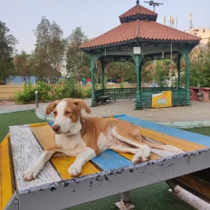 GHMC Dog Park, Gachibowli-1