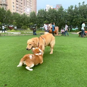 GHMC Dog Park, Gachibowli