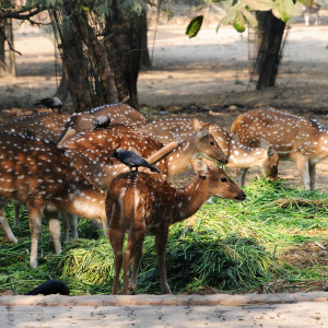 Deer Park, Hauz Khas-1
