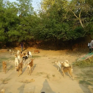 Kalyani Animal Welfare Foundation-2