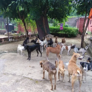Kalyani Animal Welfare Foundation