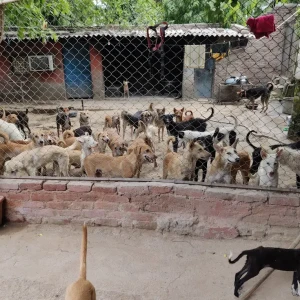 Kalyani Animal Welfare Foundation-1