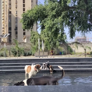 Noida Dog Park, Sector 137-3