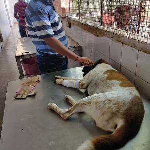 Sanjay Gandhi Animal Care Centre, Raja Garden-3