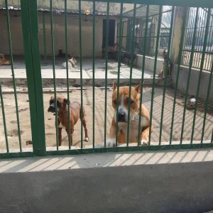 SPCA Animal Shelter & Hospital-3