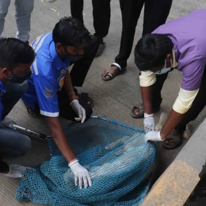 Universal Animal Welfare Society-1