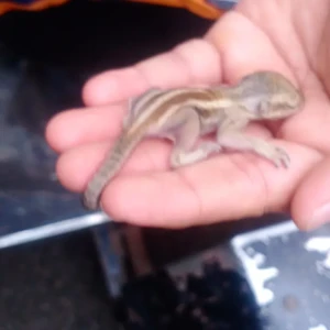 Chehek Charitable Trust-3