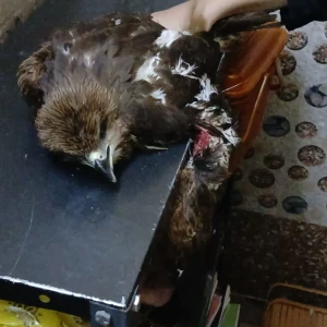 Chehek Charitable Trust-2