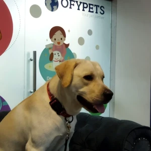 Thiru-Vi-Ka Nagar Pet Clinic-1