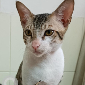 White-Brown Mix Male Indie Cat is Missing from 301, Type 4, GH-83A, Sector 20, Panchkula