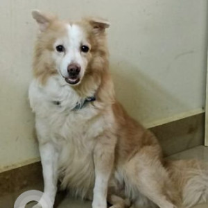 Missing: White Male Pomeranian mix Dog from Kesavardhini, Arcot Road, Chowdary Nagar, Valasaravakkam