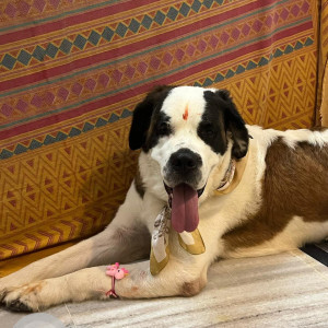 Missing: White-Brown Mix Female Saint Bernard Dog from 44,plot no ,Santosh Sagar colony,Brahmpuri, Jaipur