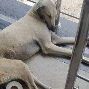 Missing: White Male Chipi parai Dog from Perur, kovaipudur bypass