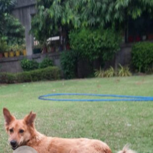 Missing: Brown Male Indian Shepherd Dog from Ahmedabad