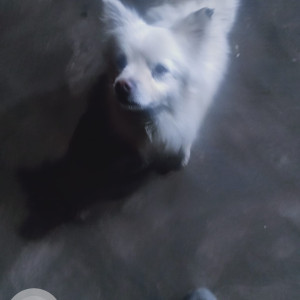 Found: White Male Japanese Spitz Dog from Gothatar, near Aksharica School-3