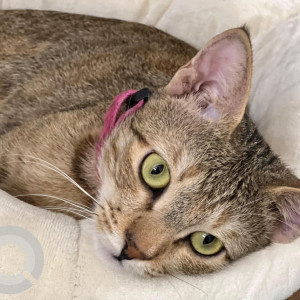 Black and Brown Female Indie Cat is Missing from Mangammana Palya HSR-3