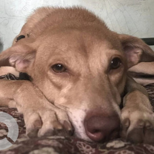 Brown Male Indie Dog is Missing from Sane Chowk Morewasti Chikhali-3