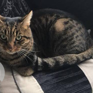 Missing: Black and Brown Male Indie Cat from White Notley-2