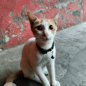Missing: White-Brown Mix Male Indie Cat from Mahim West-2