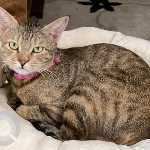 Black and Brown Female Indie Cat is Missing from Mangammana Palya HSR-4